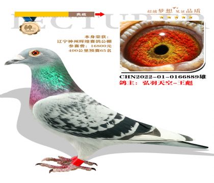 本身榮獲:遼寧神州輝煌賽鴿公棚400公里65名