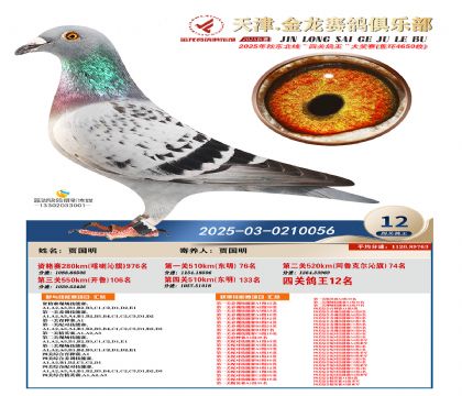 天津金龍鴿王12名