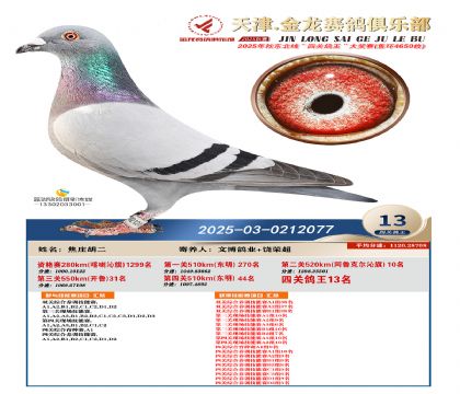 天津金龍鴿王13名
