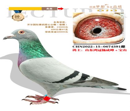 開爾國際賽鴿愛心公棚 本身榮獲400公里97名