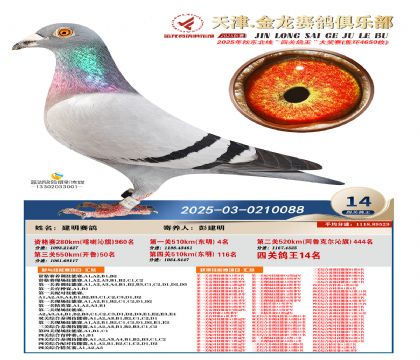 天津金龍鴿王14名