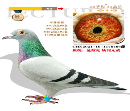 強烈推薦:范戴克.所向無敵 本身榮獲1500公里冠軍