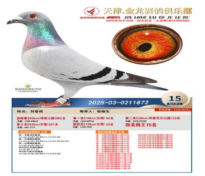 天津金龍鴿王15名