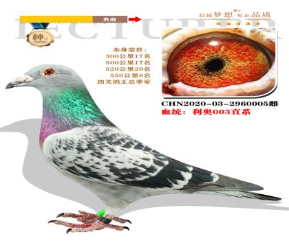 強烈推薦:利奧003直系 本身榮獲四關鴿王總季軍