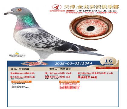 天津金龍鴿王16名