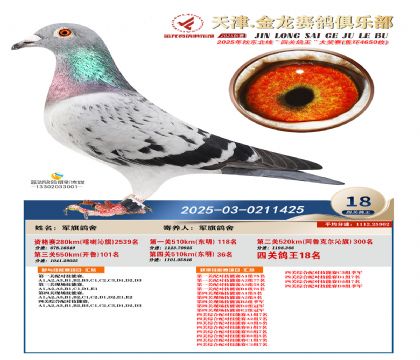天津金龍鴿王18名