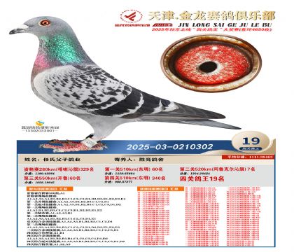 天津金龍鴿王19名