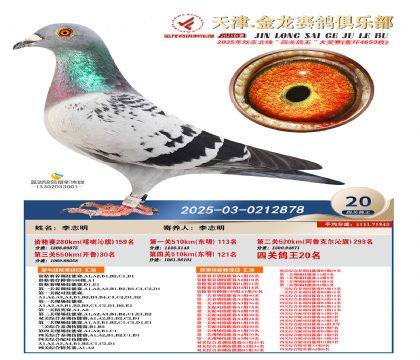 天津金龍鴿王20名