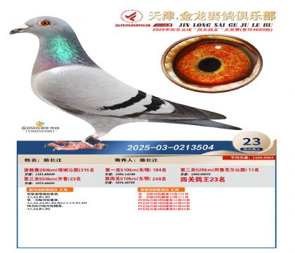 天津金龍鴿王23名