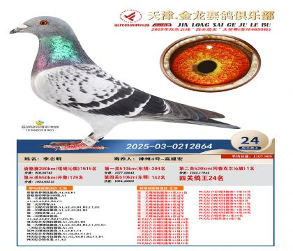 天津金龍鴿王24名