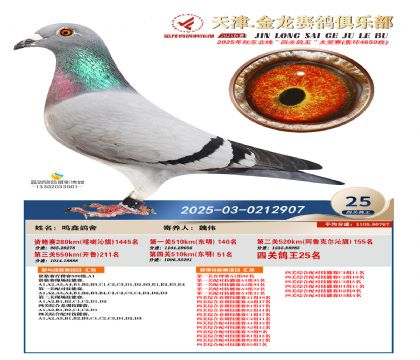 天津金龍鴿王25名