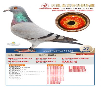 天津金龍鴿王27名