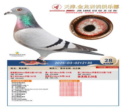 天津金龍鴿王28名