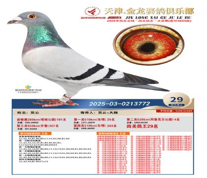 天津金龍鴿王29名