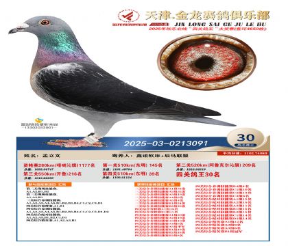 天津金龍鴿王30名