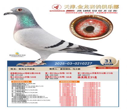 天津金龍鴿王31名