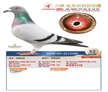 天津金龍鴿王32名