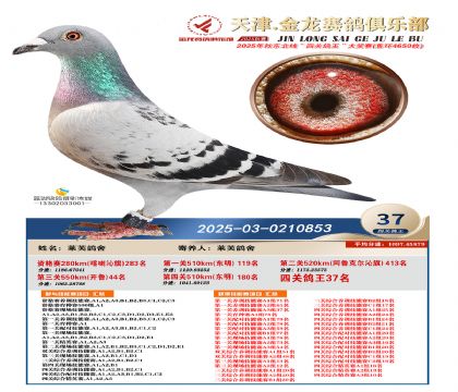 天津金龍鴿王37名