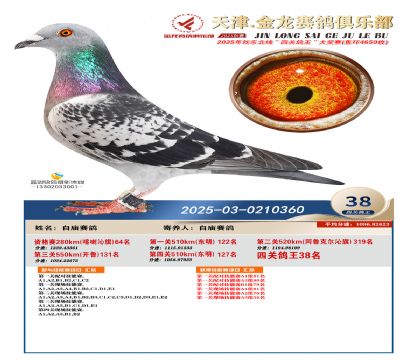 天津金龍鴿王38名