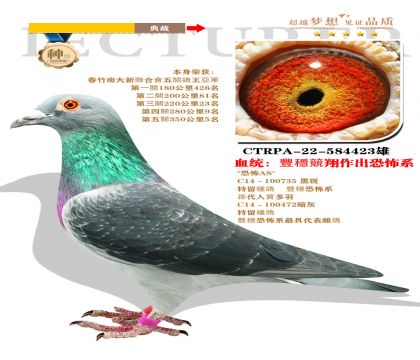 臺灣“恐怖系”本身榮獲五關鴿王亞軍