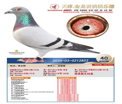 天津金龍鴿王40名