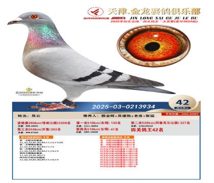 天津金龍鴿王42名