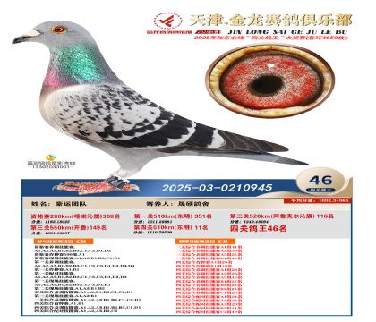 天津金龍鴿王46名