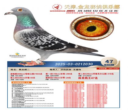 天津金龍鴿王47名
