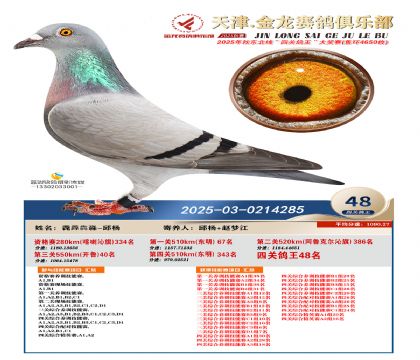 天津金龍鴿王48名