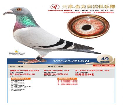 天津金龍鴿王49名