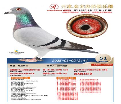 天津金龍鴿王51名