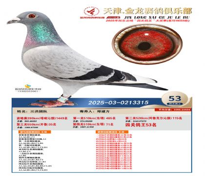 天津金龍鴿王53名