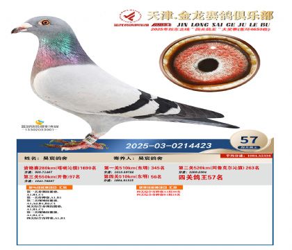 天津金龍鴿王57名