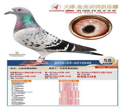 天津金龍鴿王58名