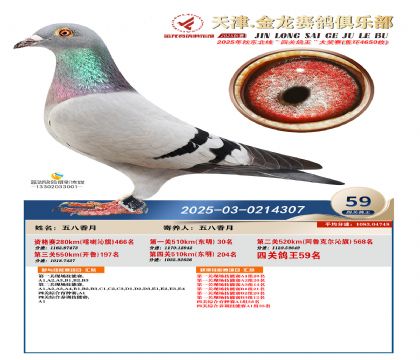天津金龍鴿王59名
