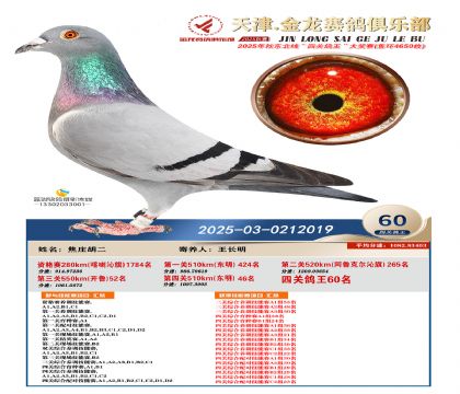 天津金龍鴿王60名