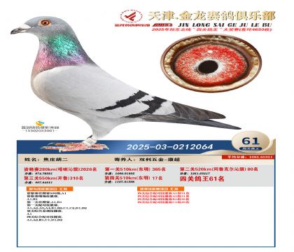 天津金龍鴿王61名