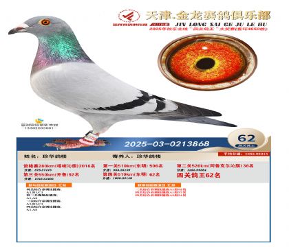 天津金龍鴿王62名