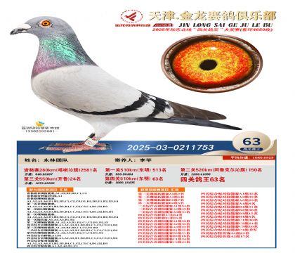 天津金龍鴿王63名