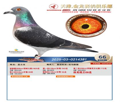 天津金龍鴿王66名