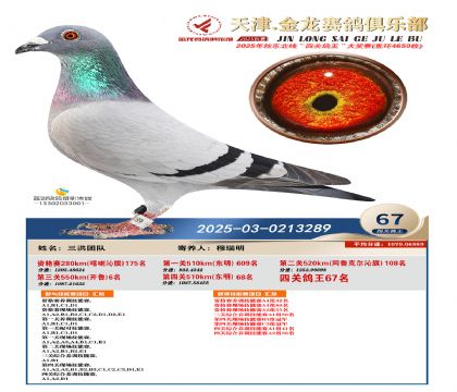 天津金龍鴿王67名