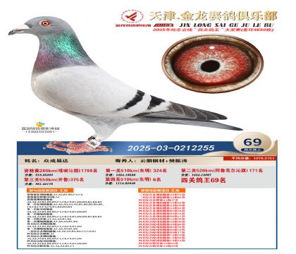 天津金龍鴿王69名