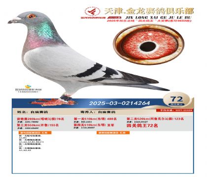 天津金龍鴿王72名