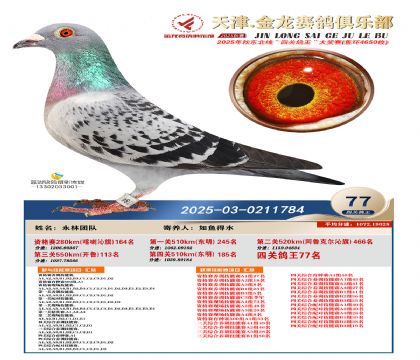 天津金龍鴿王77名