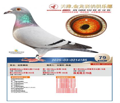 天津金龍鴿王79名