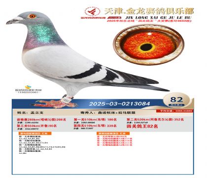 天津金龍鴿王82名