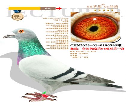 北京壹號鴿舍張斌作育