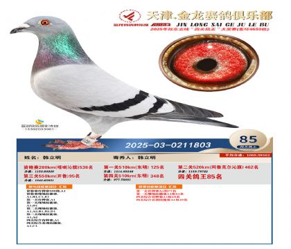 天津金龍鴿王85名