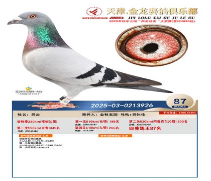 天津金龍鴿王87名