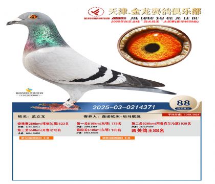 天津金龍鴿王88名